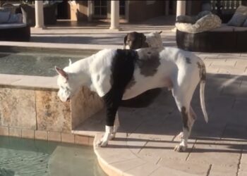 Deze reactie had ik niet verwacht… Duitse dog mag niet zwemmen van Baasje dit is zijn reactie!