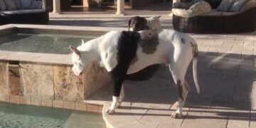 Deze reactie had ik niet verwacht… Duitse dog mag niet zwemmen van Baasje dit is zijn reactie!