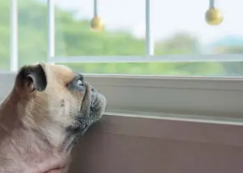 Hondenbezitters opgelet: zo lang kun je jouw hond alleen laten (het is korter dan je denkt)