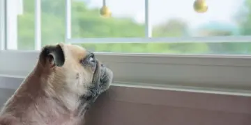 Hondenbezitters opgelet: zo lang kun je jouw hond alleen laten (het is korter dan je denkt)