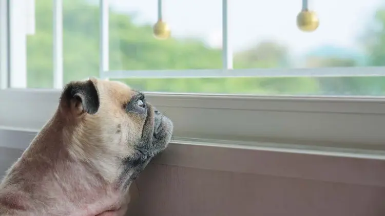 Hondenbezitters opgelet: zo lang kun je jouw hond alleen laten (het is korter dan je denkt)