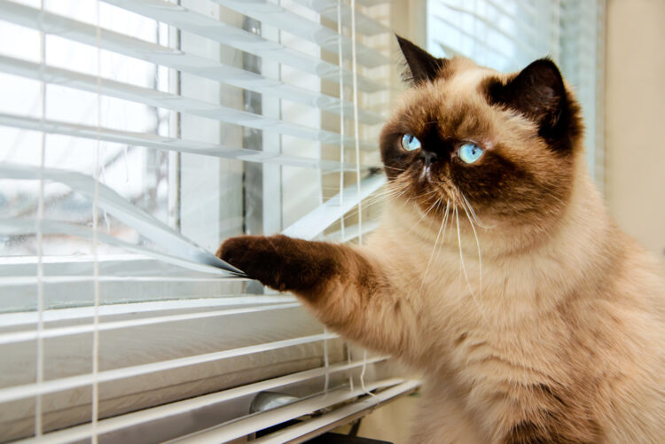 Heb je een kat? Let dan goed op, zolang kan je je kat alleen laten (het is korter dan je denkt)
