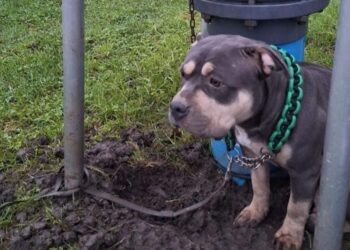 Achtergelaten en onderkoeld hondje gevonden: “Op 1e kerstdag uit huis gegooid”