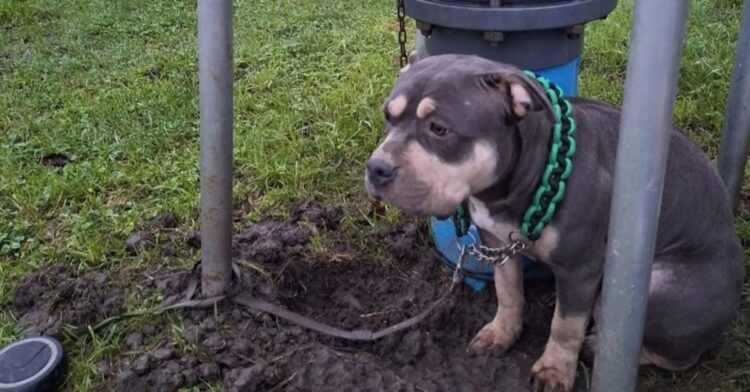Achtergelaten en onderkoeld hondje gevonden: “Op 1e kerstdag uit huis gegooid”