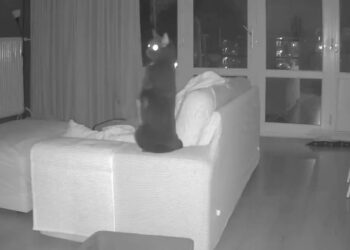 Deze kattencamera heeft de explosie in Den Haag vastgelegd