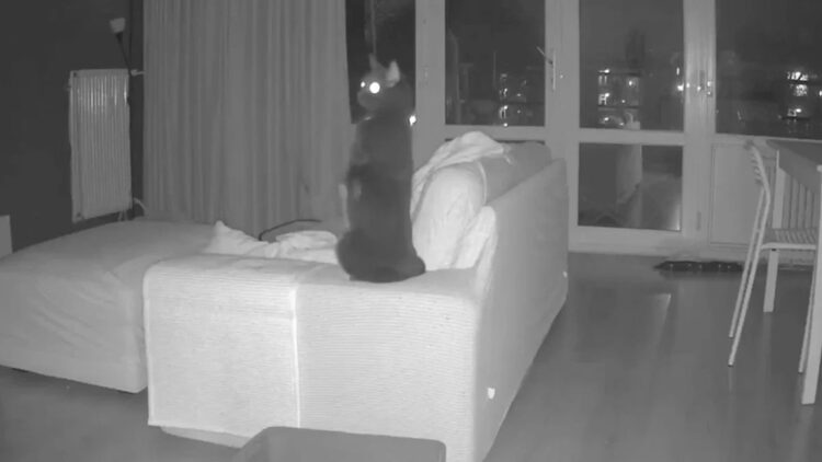 Deze kattencamera heeft de explosie in Den Haag vastgelegd