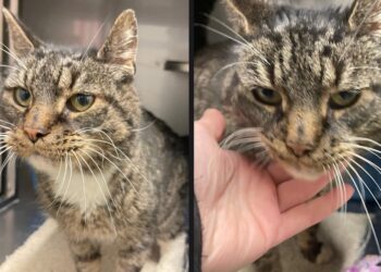 Ollie was niet meer gewenst maar gedumpte kat Ollie krijgt tweede kans na hartverscheurend verhaal