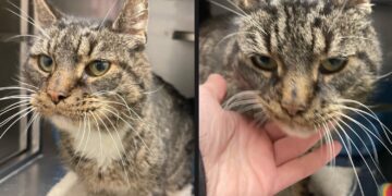 Ollie was niet meer gewenst maar gedumpte kat Ollie krijgt tweede kans na hartverscheurend verhaal