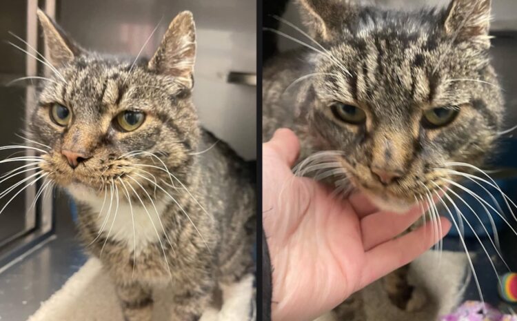 Ollie was niet meer gewenst maar gedumpte kat Ollie krijgt tweede kans na hartverscheurend verhaal