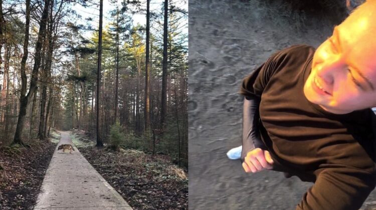Opmerkelijke beelden: Hardloopster op de Veluwe achtervolgd door wolf: “Bijzonder, maar ongemakkelijk”