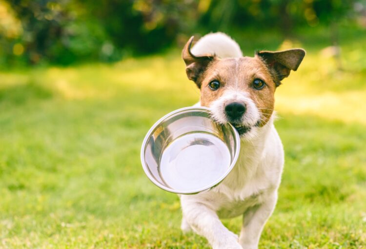 Veel hondeneigenaren maken deze fout dagelijks, en het kan je hond in gevaar brengen