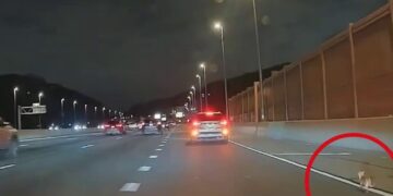 Heldhaftige reddingsactie: Chihuahua Bean overleeft wilde achtervolging op snelweg