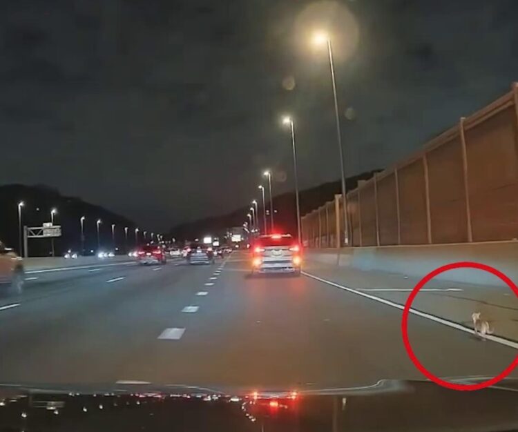 Heldhaftige reddingsactie: Chihuahua Bean overleeft wilde achtervolging op snelweg