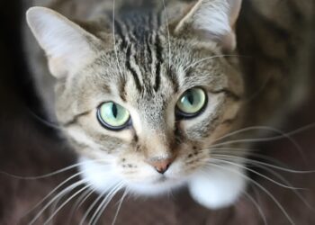 Kat  Mittens maakt per ongeluk 3 vluchten in 24-uur: Hoe kon dit gebeuren..