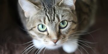 Kat  Mittens maakt per ongeluk 3 vluchten in 24-uur: Hoe kon dit gebeuren..