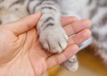Kat levend gevild en daarna in container gegooid