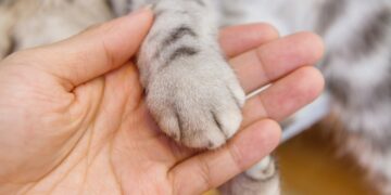 Kat levend gevild en daarna in container gegooid