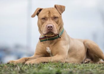 Gezinshond richt dodelijke aanval aan op baby van negen maanden, terwijl vader in slaap was gevallen