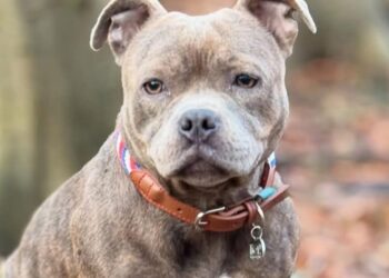 Reality ster radeloos hondje Choco vermist: ‘Beloning 5000 euro’