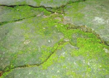 Groene aanslag verwijderen? Gebruik absoluut geen azijn – doe dit!