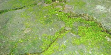 Groene aanslag verwijderen? Gebruik absoluut geen azijn – doe dit!