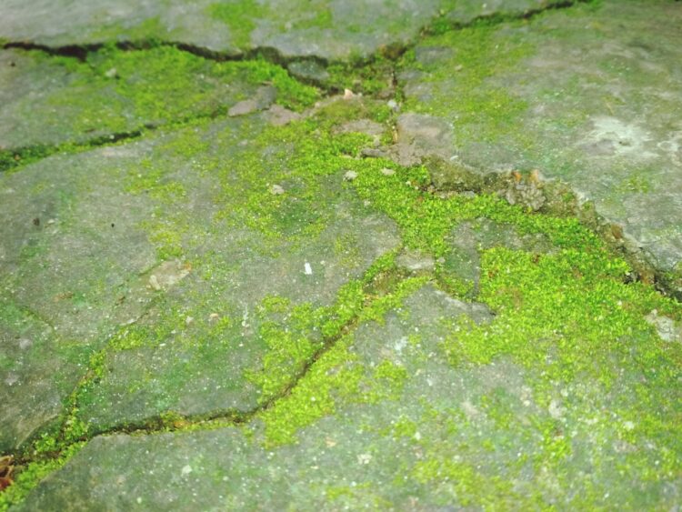 Groene aanslag verwijderen? Gebruik absoluut geen azijn – doe dit!