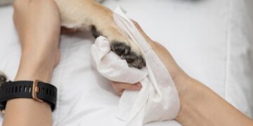 Amsterdammer steekt eigen hond dood na gewelddadige aanval