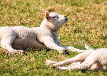 Lente in aantocht: eind van de week 20 graden