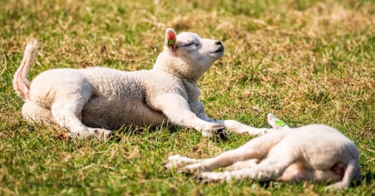 Lente in aantocht: eind van de week 20 graden
