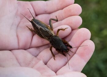 Tuinman waarschuwt: Kijk uit voor deze 5 gevaarlijke tuinbeestjes