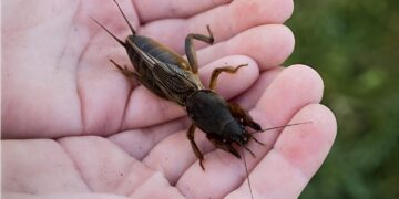 Tuinman waarschuwt: Kijk uit voor deze 5 gevaarlijke tuinbeestjes
