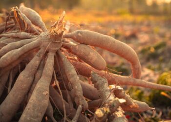 ’s Werelds ‘dodelijkste voedsel’ die jij waarschijnlijk weleens eet: jaarlijks 200 doden