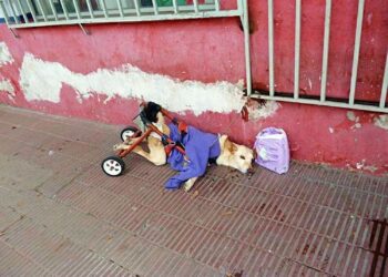 Gehandicapte hond Lunita gedumpt met tas luiers en een briefje