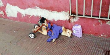 Gehandicapte hond Lunita gedumpt met tas luiers en een briefje