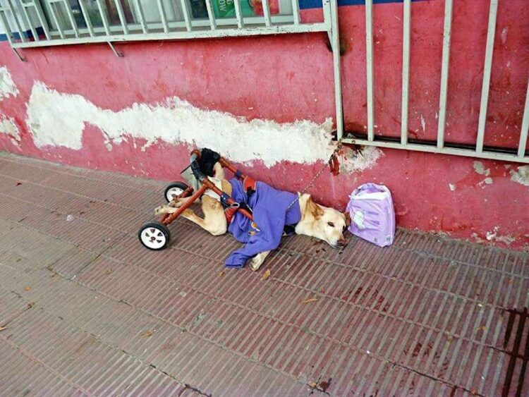 Gehandicapte hond Lunita gedumpt met tas luiers en een briefje