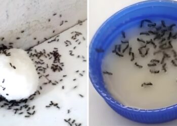 Ontdenk hier de 9 natuurlijke manieren om mieren uit je huis te houden!