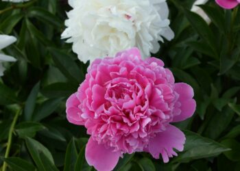 11 redenen waarom jouw pioenrozen niet tot bloei komen