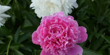 11 redenen waarom jouw pioenrozen niet tot bloei komen