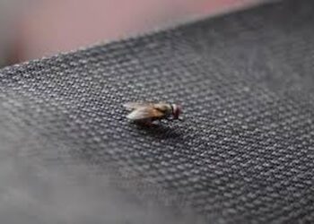 Last van vliegen in huis? Met deze slimme tips blijven ze voortaan buiten