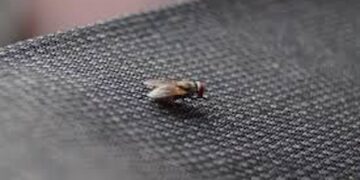 Last van vliegen in huis? Met deze slimme tips blijven ze voortaan buiten