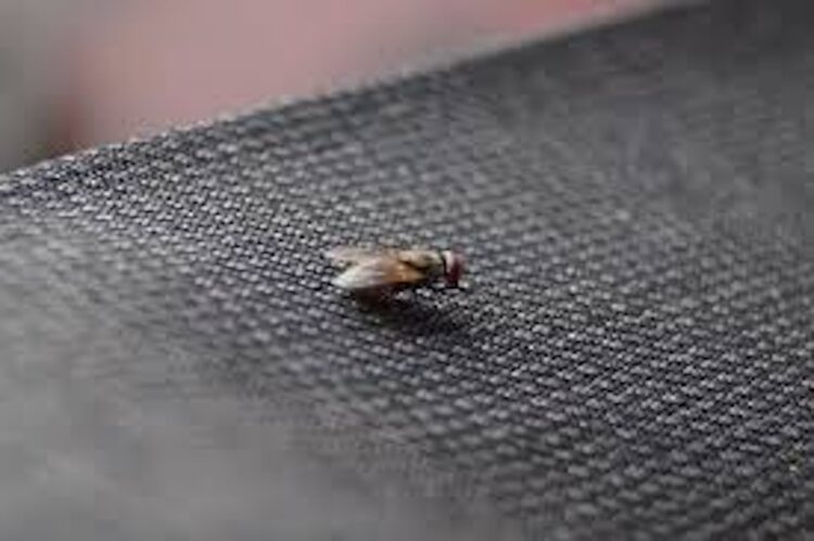 Last van vliegen in huis? Met deze slimme tips blijven ze voortaan buiten