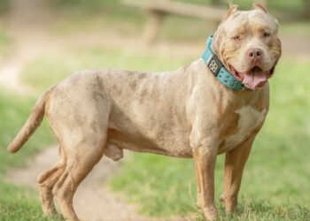 Zoon van 6 mishandeld en toegetakeld door hond onder ogen van zijn eigen moeder