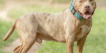 Zoon van 6 mishandeld en toegetakeld door hond onder ogen van zijn eigen moeder