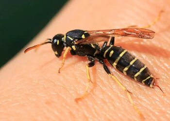 Dit goedkope huishoudmiddeltje is perfect en je houd je wespen op afstand..