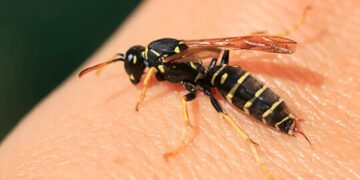 Dit goedkope huishoudmiddeltje is perfect en je houd je wespen op afstand..