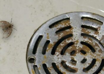 Vieze rioolvliegjes in huis? Met deze simpele truc raak je ze voorgoed kwijt