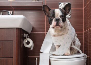 Waarom volgt je hond je zelfs naar het toilet? De betekenis zal je verbazen