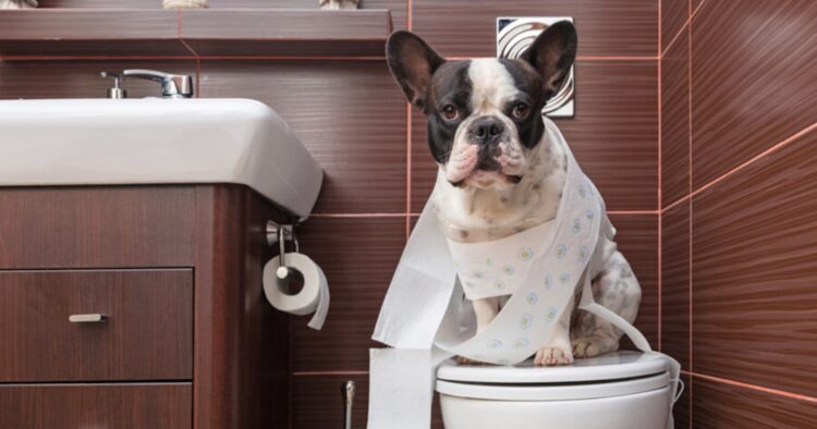 Waarom volgt je hond je zelfs naar het toilet? De betekenis zal je verbazen