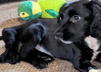 Puppy met zes pootjes op parkeerplaats gedumpt: zijn redding raakt duizenden harten