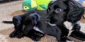 Puppy met zes pootjes op parkeerplaats gedumpt: zijn redding raakt duizenden harten